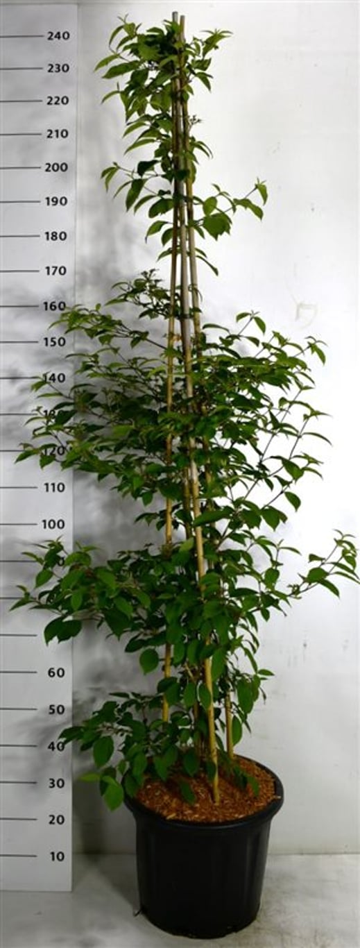 Viburnum plic. 'Kilimandjaro Sunrise' ® - C35 150-175 CM